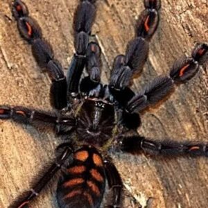 Tarantula Sub Adult/ Adult