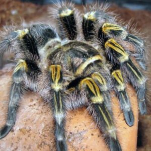 Tarantula Sexed