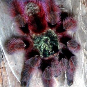 caribena versicolor(Antilles pinktoe tarantula)    (2/2.5cm)