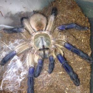 Tarantula pairs