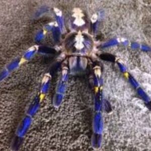 Gooty sapphire ornamental (Poecilotheria metallica)   (4/5cm)