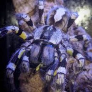 Indian ornamental 
(Poecilotheria regalis)   4cm