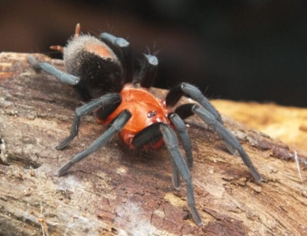 (4cm) Brazilian Red Head (Bumba Horrida)