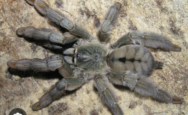 Trinidad chevron tarantula (Psalmopoeus cambridgei) (3/4cm)