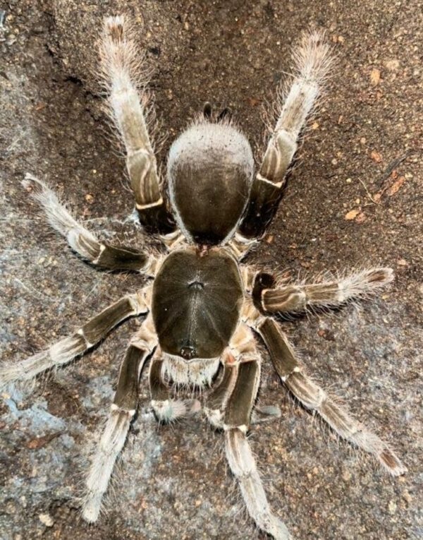 cameroon red baboon tarantula (Hysterocrates gigas) (5/6cm)