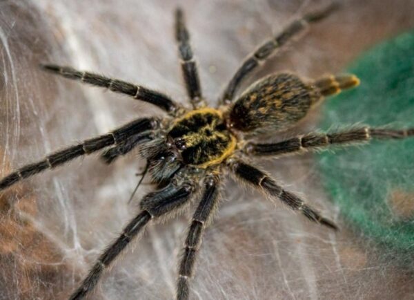 Tanzanian chestnut tarantula (Heterothele villosella) (4cm)