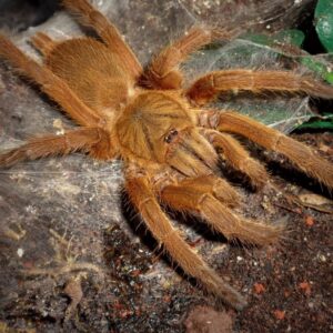 Tarantula Juveniles