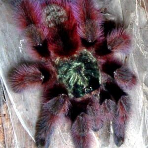 Antilles pinktoe 
Caribena versicolor 2cm