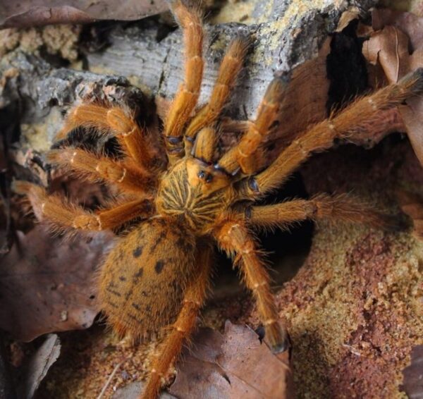 Orange Baboon Tarantula OBT (UMV) Pterinochilus murinus (6/7cm)