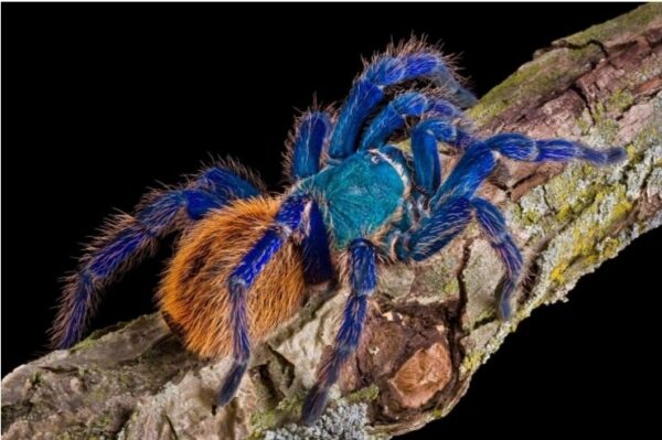 (3/4cm) green bottle blue (Chromatopelma cyaneopubescens)