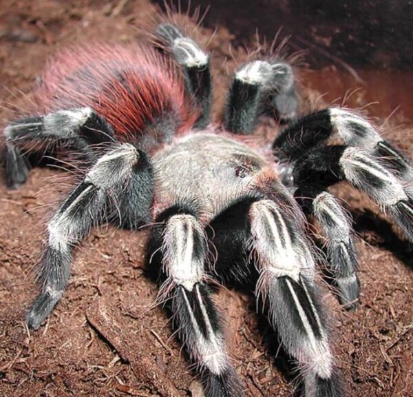 Brazilian red and white (Nhandu chromatus) 1cm