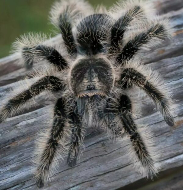 curly hair tarantula (Tliltocatl albopilosus) 2cm slings