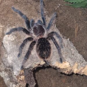 Tarantula Pairs