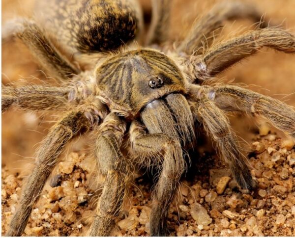 lesser baboon spider (Harpactirella overdijki) (3cm)