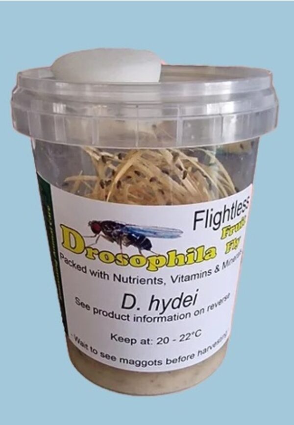 Fruit fly culture (D.hydei)