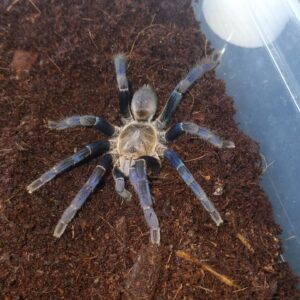 Tarantula Sub Adult / Adult