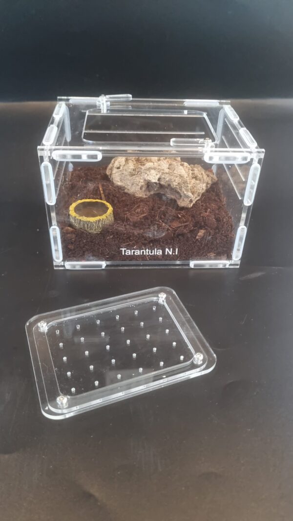 small Terrestrial (enclosure on its own)