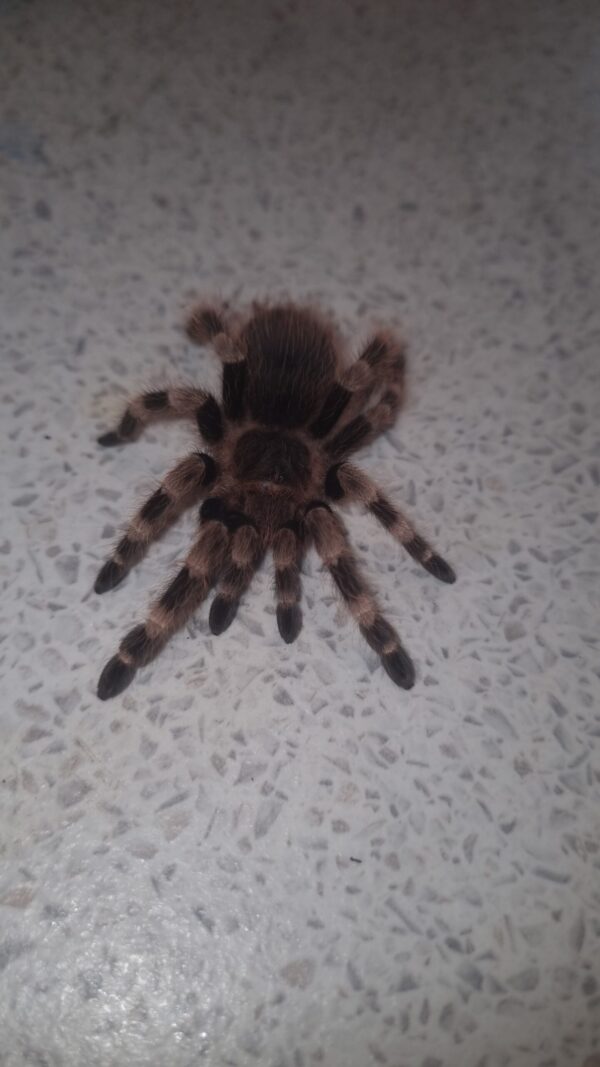 Brazilian black and white tarantula(Nhandu coloratovillosus) 6/8cm