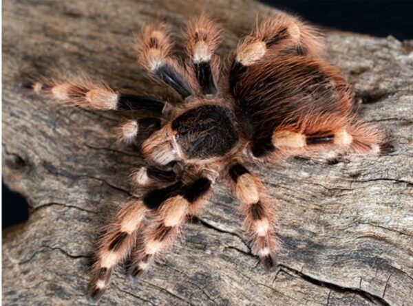 Brazilian black and white tarantula(Nhandu coloratovillosus) 6/8cm - Image 3