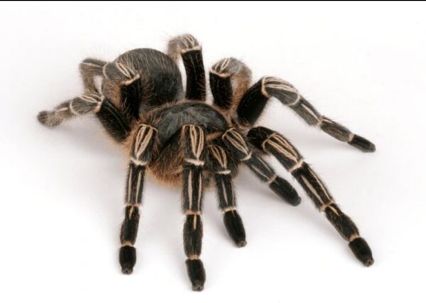 striped knee tarantula (aphonopelma seemanni) (fresh adult females)