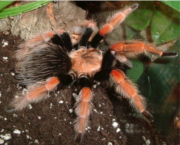 Mexican fireleg (Brachypelma boehmei) 2cm