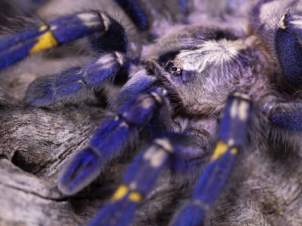 Gooty sapphire ornamental (Poecilotheria metallica) (4cm)

( showing adult colours ) - Image 2