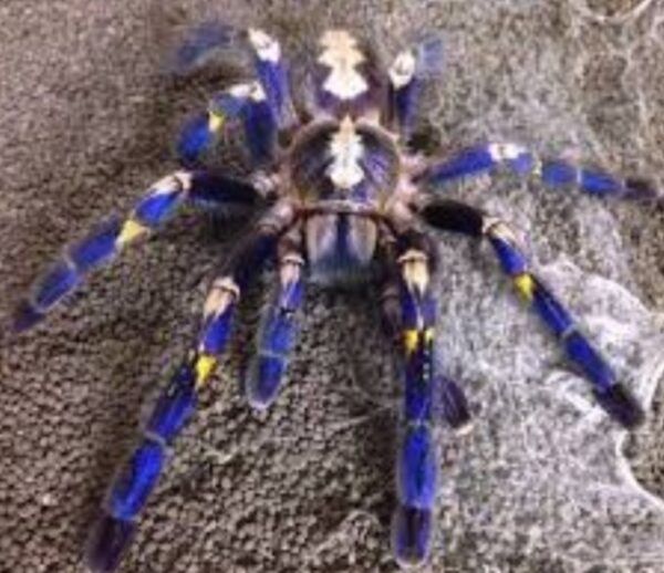 Gooty sapphire ornamental (Poecilotheria metallica) (4cm)

( showing adult colours )