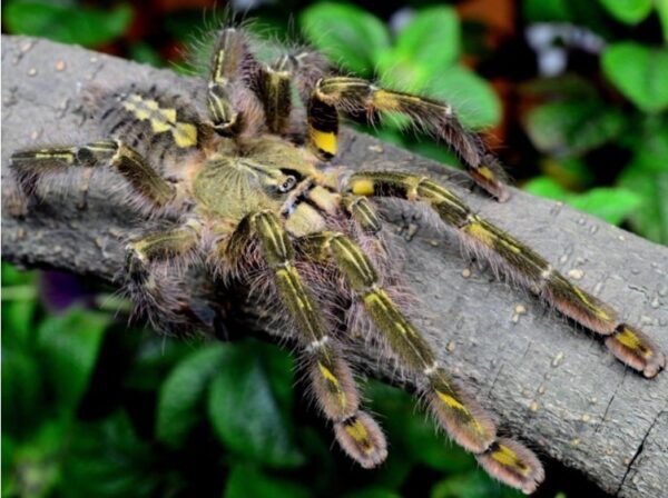 Slate-red Ornamental Tree Spider (Poecilotheria rufilata) 5cm