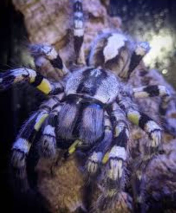 Indian ornamental (Poecilotheria regalis) 4cm