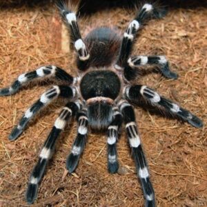 Tarantula Sexed