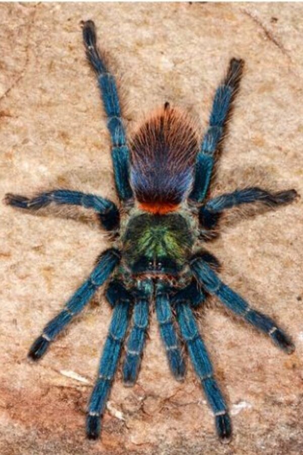 Brazilian blue dwarf beauty tarantula 
(Dolichothele diamantinensis)  (1cm)