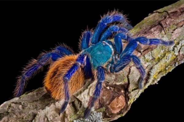 6/7cm) green bottle blue (Chromatopelma cyaneopubescens)