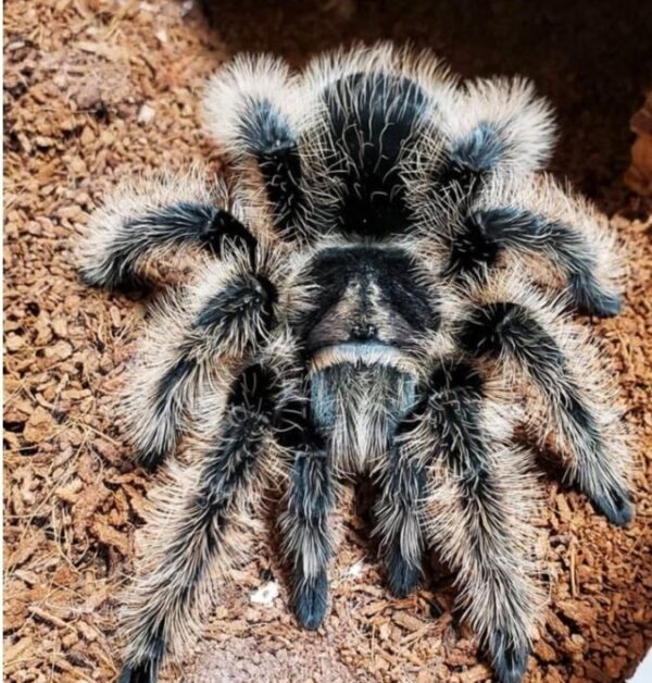 currly hair tarantula  (Tliltocatl albopilosum) 5cm