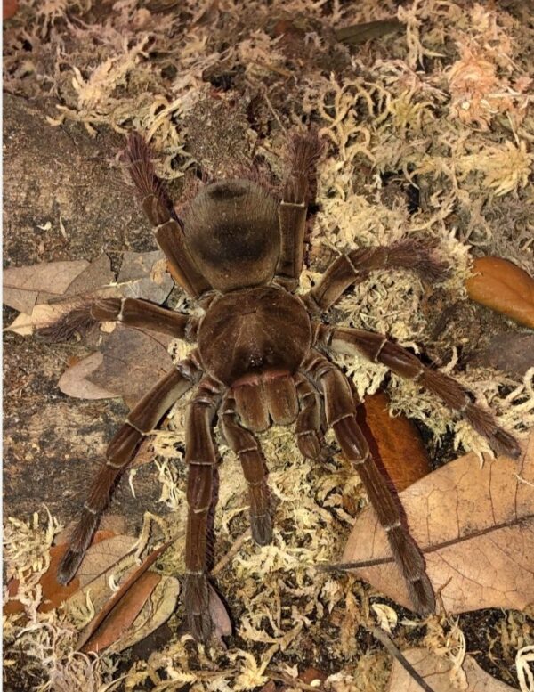 Guyana Goliath Birdeater
(Theraphosa stirmi)  12cm