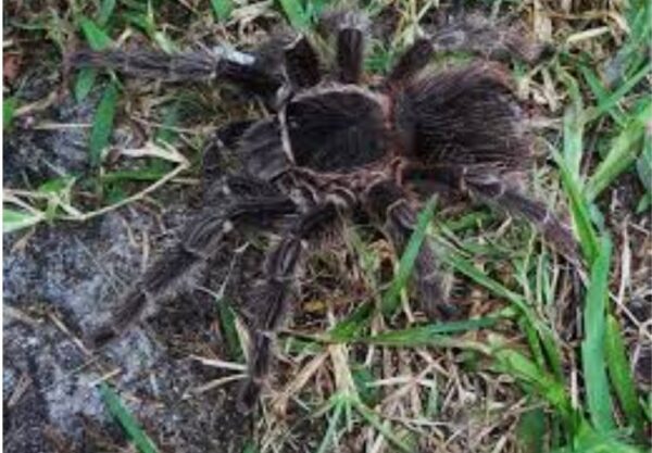 salmon pink bird-eating tarantula (lasiodora parahybana)  12cm