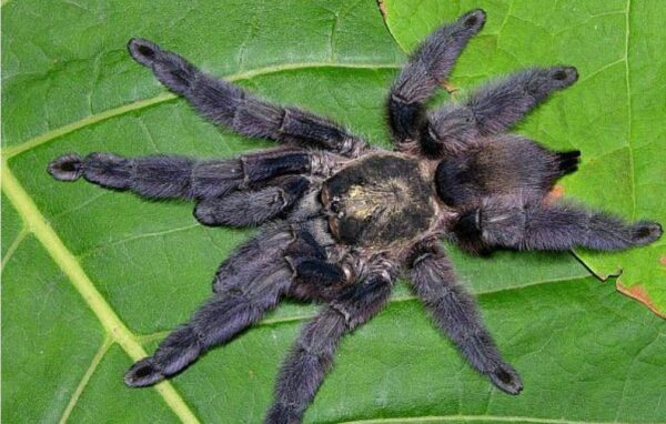 caribbean diamond tarantula tapinauchenius rasti 1/2cm