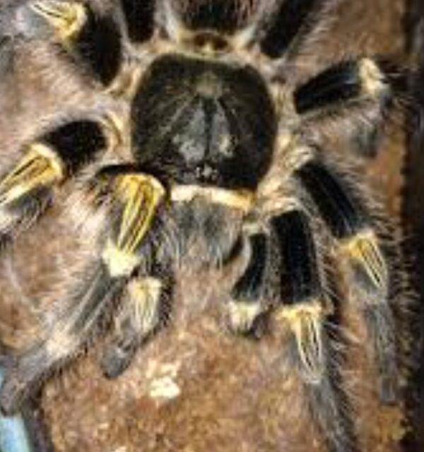 chaco golden knees Grammostola pulchripes  3/4cm