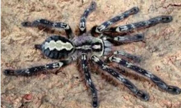 Sir, lank ornamental poecilotheria fasciata 5cm