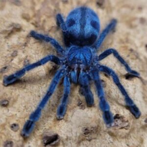 Puerto Rican pink toe 
caribeana laeta  2cm