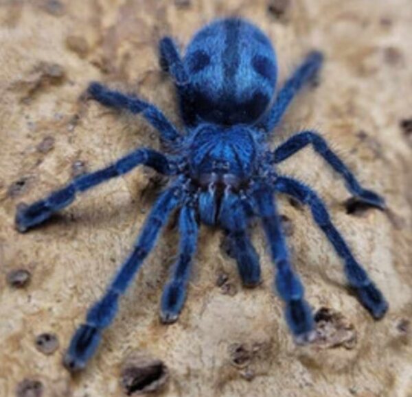 Puerto Rican pink toe 
caribeana laeta  2cm
