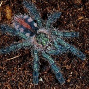 amazon Sapphire Pink Toe Ybyrapora diversipe  2cm