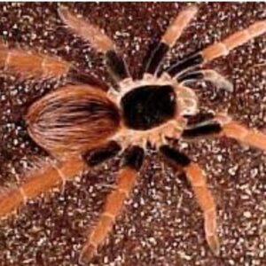 Colombian giant
megaphobema robustum  7cm