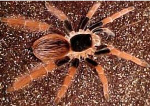 Colombian giant
megaphobema robustum  7cm