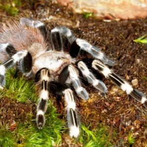 white striped birdeater 
Vitalius chromatus   5cm