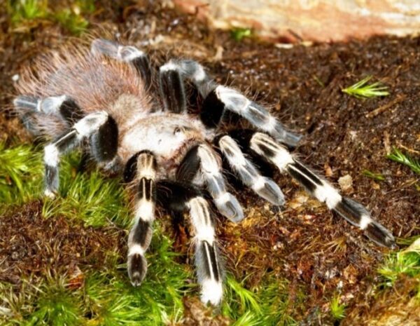 white striped birdeater 
Vitalius chromatus   5cm