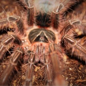 pinkfoot goliath birdeater Theraphosa apophysis  7cm