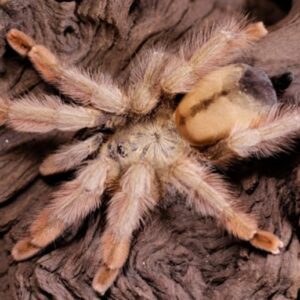 Psalmopoeus pulcher
PANAMA BLONDE. (5/6cm)