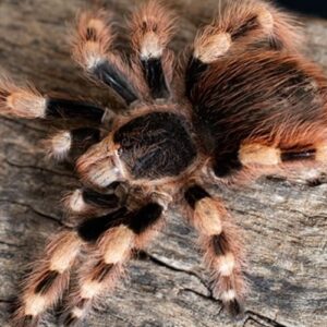 Brazilian black and white Nhandu coloratovillosum 6/7cm